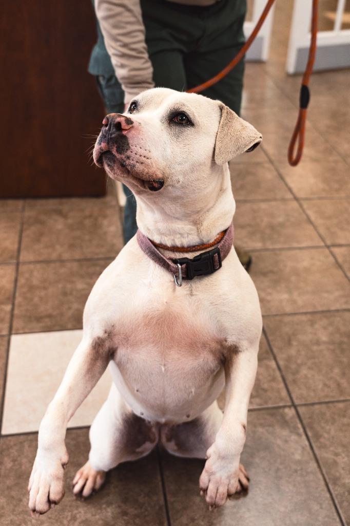 Enlarge Daisy, a Adoptable mixed breed in Mocksville, NC image 4/6