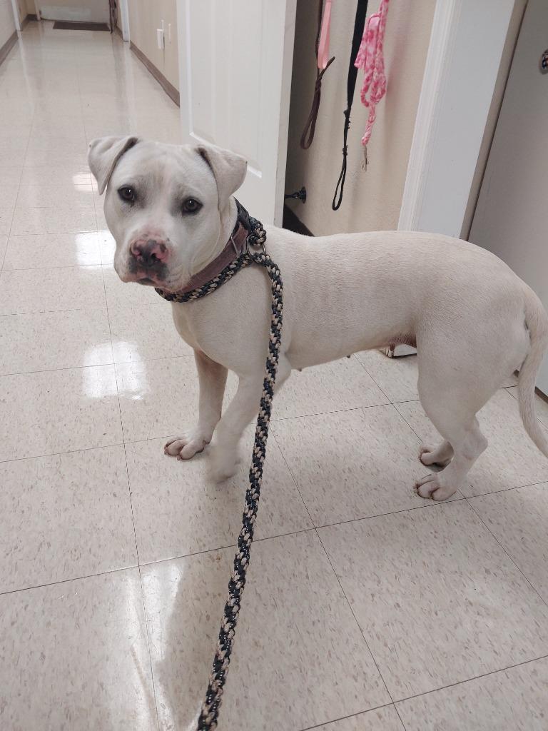 Daisy, Adoptable, Young Female Terrier.