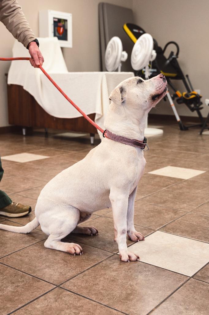 Enlarge Daisy, a Adoptable mixed breed in Mocksville, NC image 6/6
