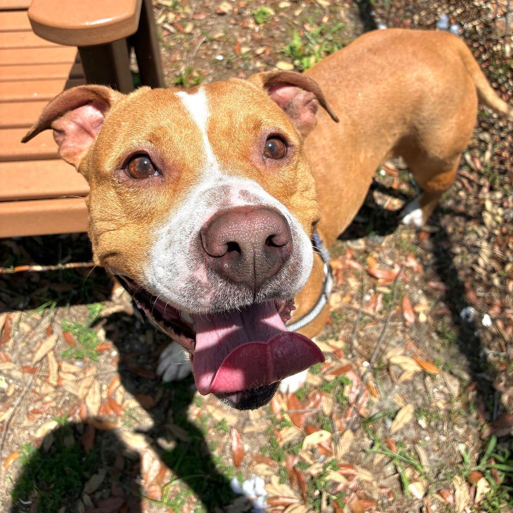 Creek, a Adoptable Mixed Breed in Jacksonville, FL image 1/3