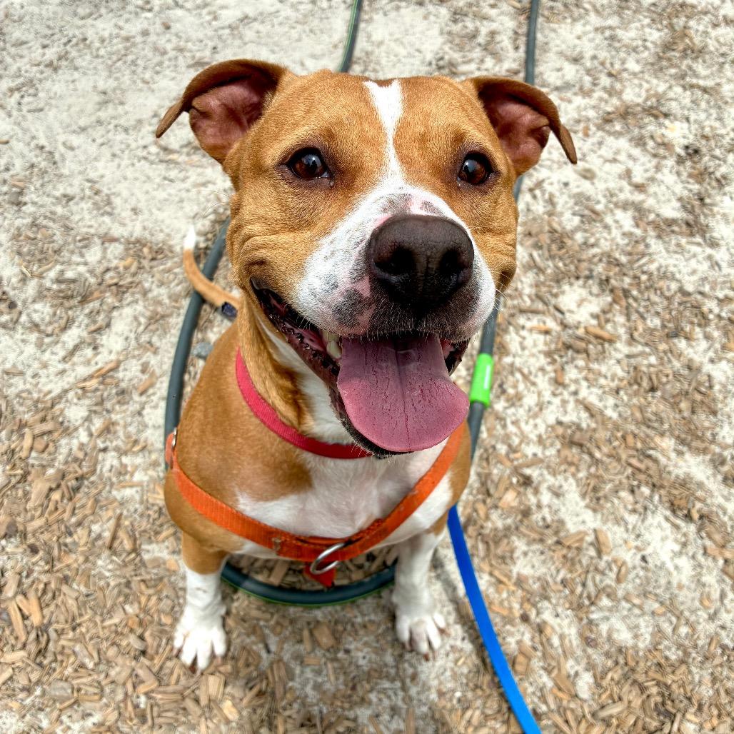 Creek, a Adoptable Mixed Breed in Jacksonville, FL image 2/3