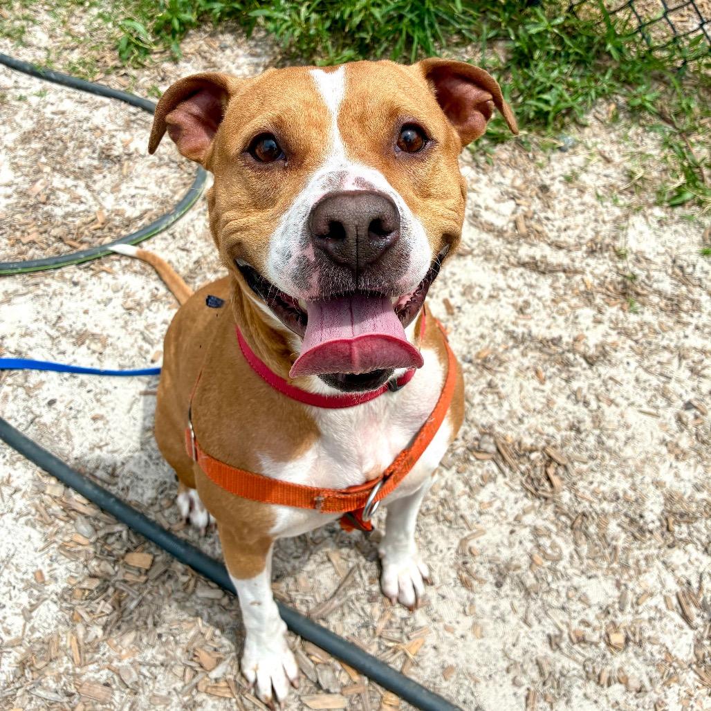 Creek, a Adoptable Mixed Breed in Jacksonville, FL image 3/3