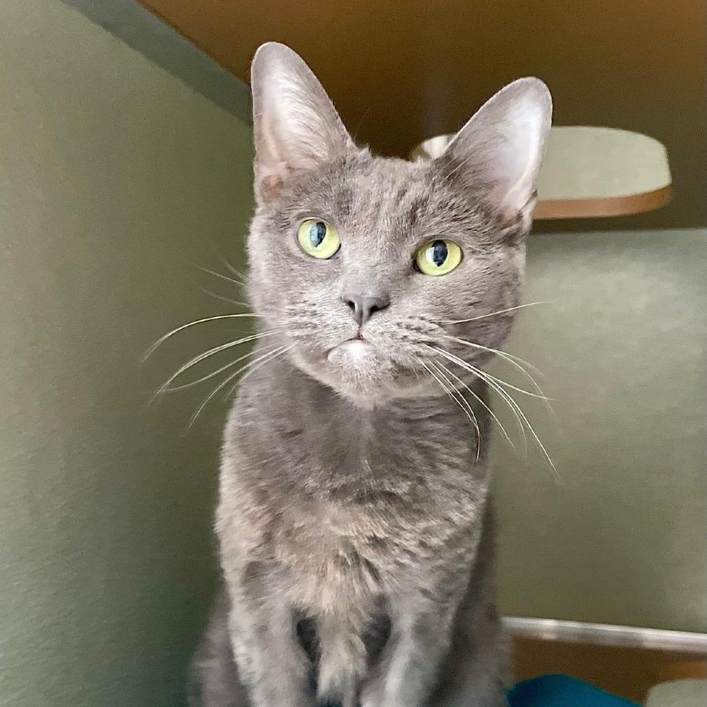 Enlarge Roxy, a Adoptable Russian Blue in Deerfield, IL image 1/6