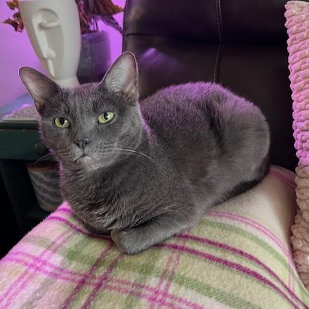 Roxy, Adoptable, Senior Female Russian Blue.