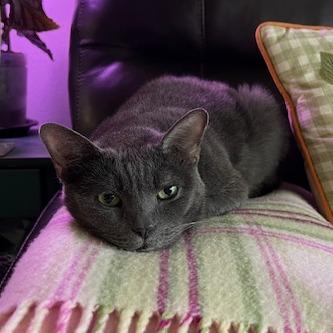 Enlarge Roxy, a Adoptable Russian Blue in Deerfield, IL image 3/6