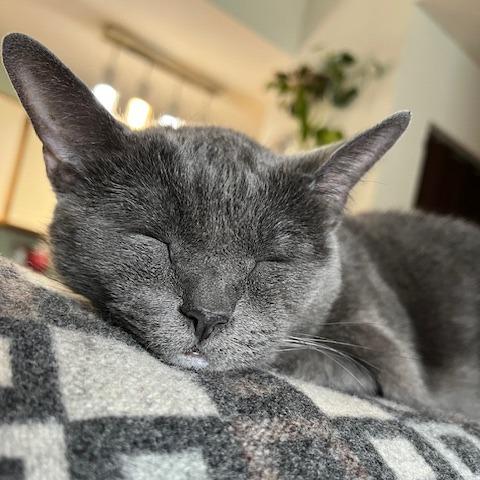Enlarge Roxy, a Adoptable Russian Blue in Deerfield, IL image 4/6