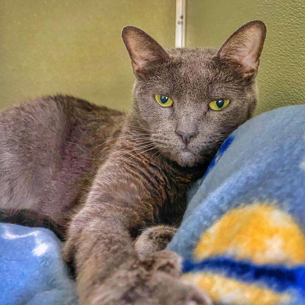 Enlarge Roxy, a Adoptable Russian Blue in Deerfield, IL image 5/6