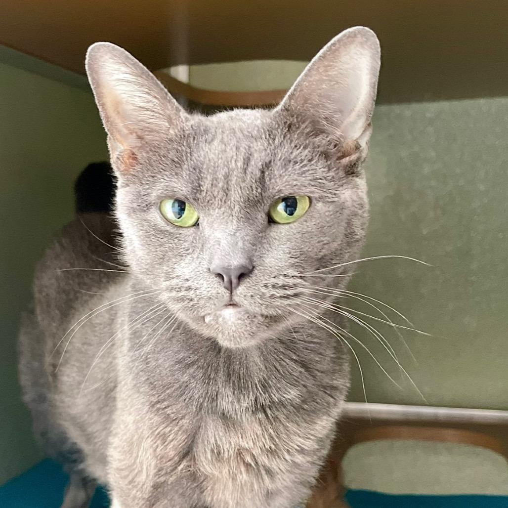 Enlarge Roxy, a Adoptable Russian Blue in Deerfield, IL image 4/5