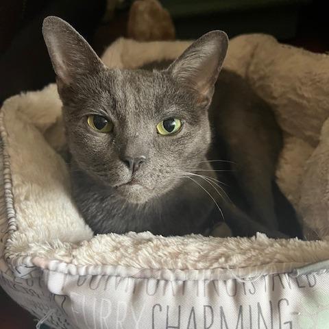 Enlarge Roxy, a Adoptable Russian Blue in Deerfield, IL image 6/6