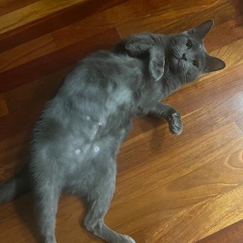 Enlarge Roxy, a Adoptable Russian Blue in Deerfield, IL image 5/5