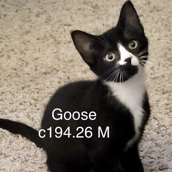Foster Goose, Adoptable, Kitten Male Domestic Short Hair.