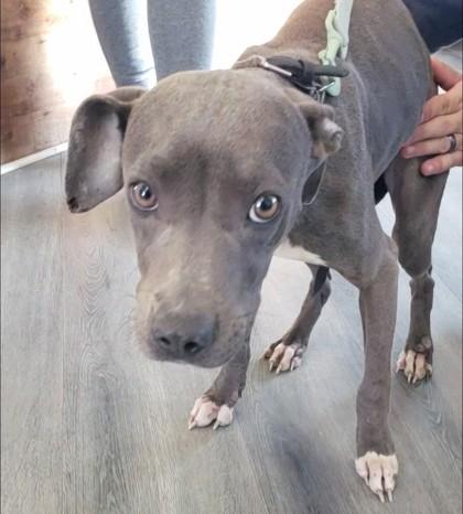 Georgia, Adoptable, Young Female Pit Bull Terrier & Mixed Breed.