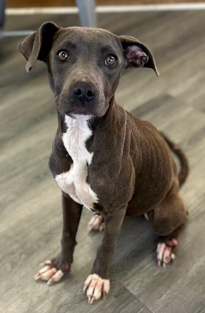 Georgia, a Adoptable mixed breed in West Memphis, AR image 2/3