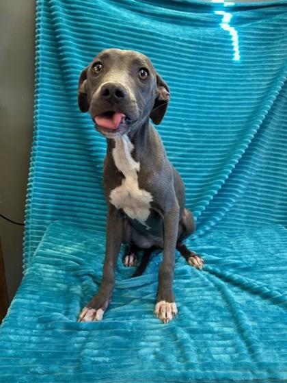 Georgia, a Adoptable mixed breed in West Memphis, AR image 3/3