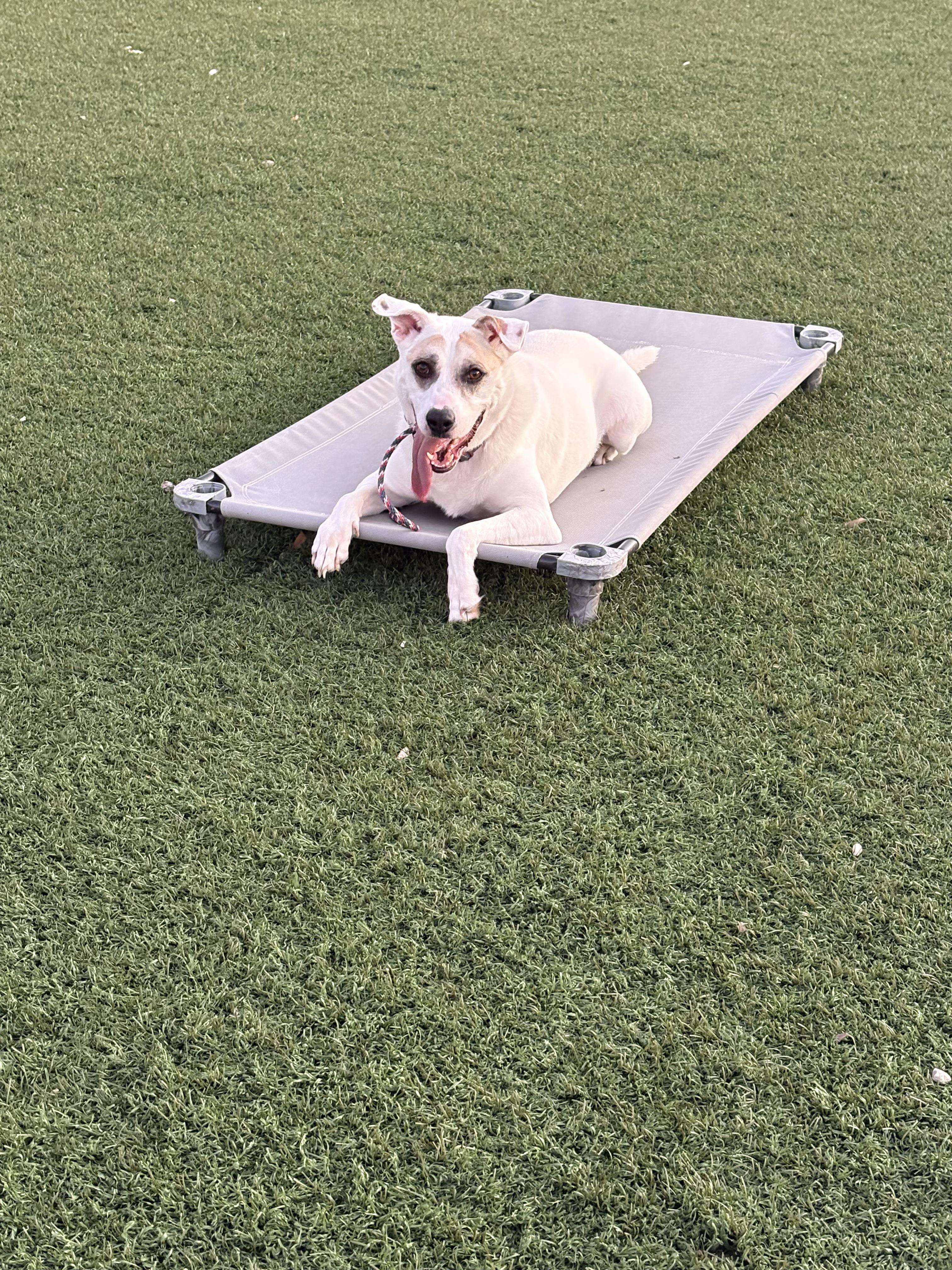 Jake, Adoptable, Adult Male Australian Cattle Dog / Blue Heeler & Terrier.