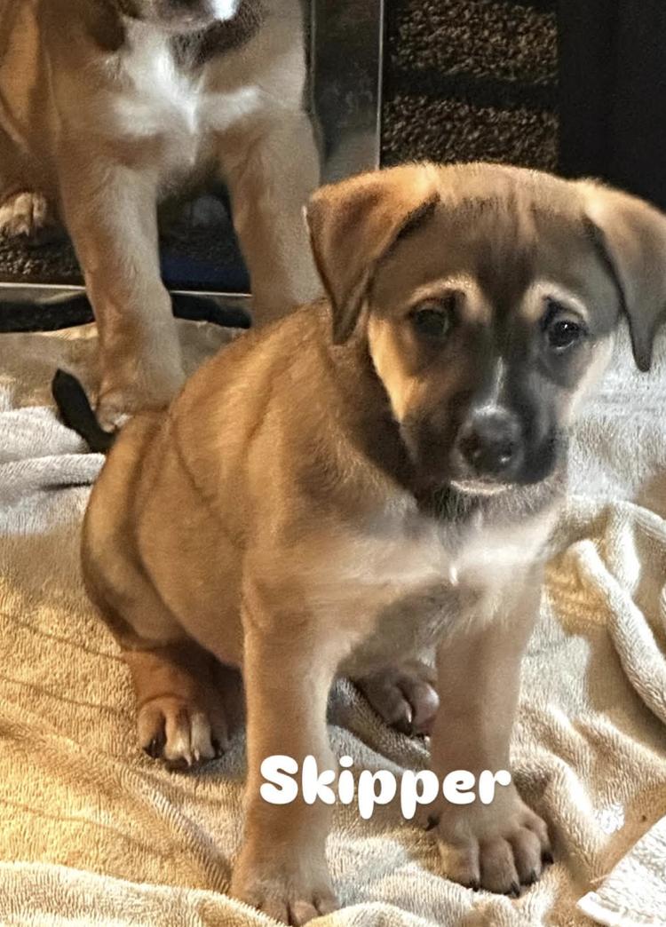 Enlarge SKIPPER, a ADOPTABLE Mixed Breed in North York, ON image 2/4