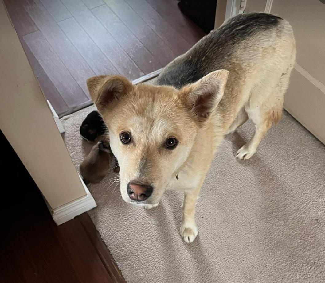 Enlarge SKIPPER, a ADOPTABLE Mixed Breed in North York, ON image 4/4