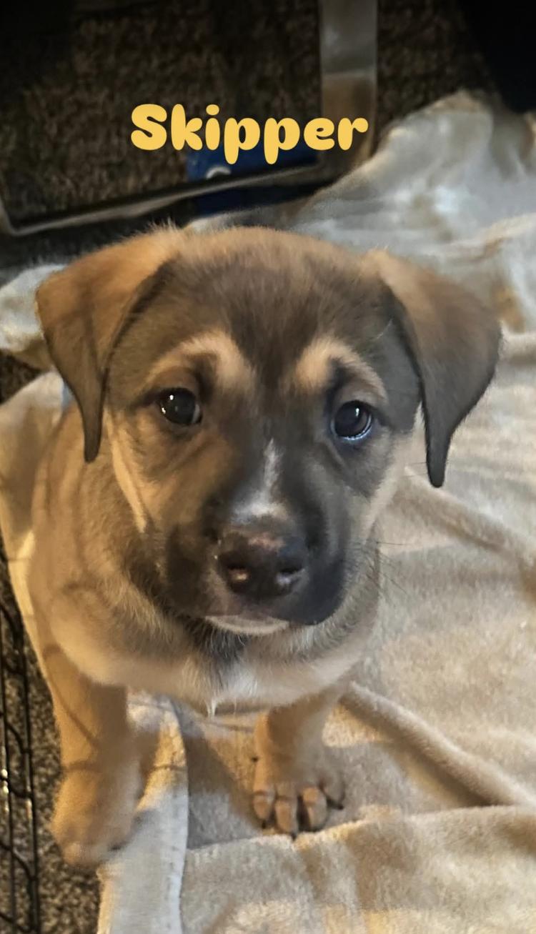 SKIPPER, ADOPTABLE, Puppy Male Mixed Breed.