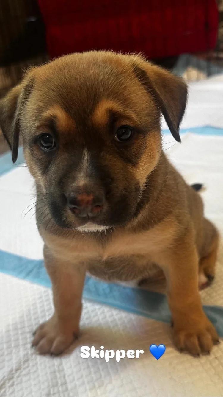 Enlarge SKIPPER, a ADOPTABLE Mixed Breed in North York, ON image 3/4