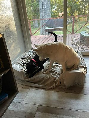 Enlarge Nala, a Adopted mixed breed in Northlake, IL image 4/4