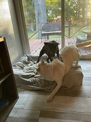 Enlarge Nala, a Adopted mixed breed in Northlake, IL image 3/4