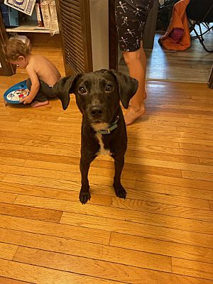 Enlarge Nala, a Adopted mixed breed in Northlake, IL image 2/4