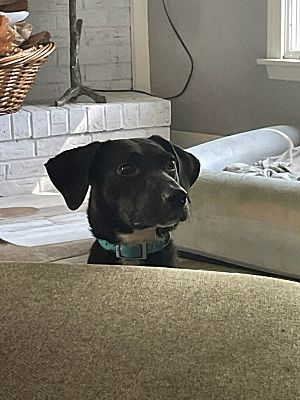 Enlarge Nala, a Adopted mixed breed in Northlake, IL image 1/4