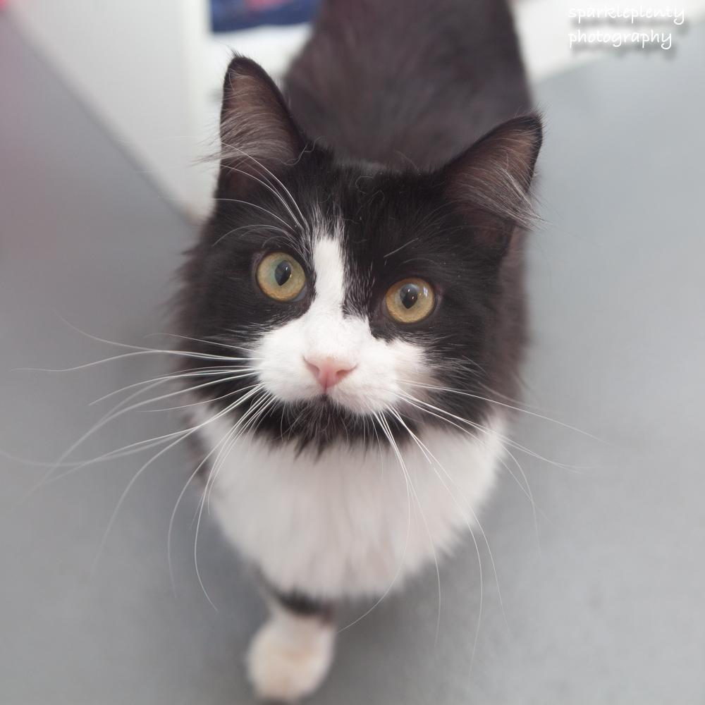 Enlarge Mrs. Tippy, an adoptable Domestic Medium Hair in Ridgefield, CT image 2/4