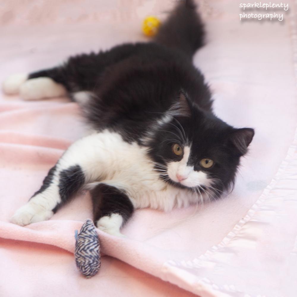 Enlarge Mrs. Tippy, an adoptable Domestic Medium Hair in Ridgefield, CT image 4/4