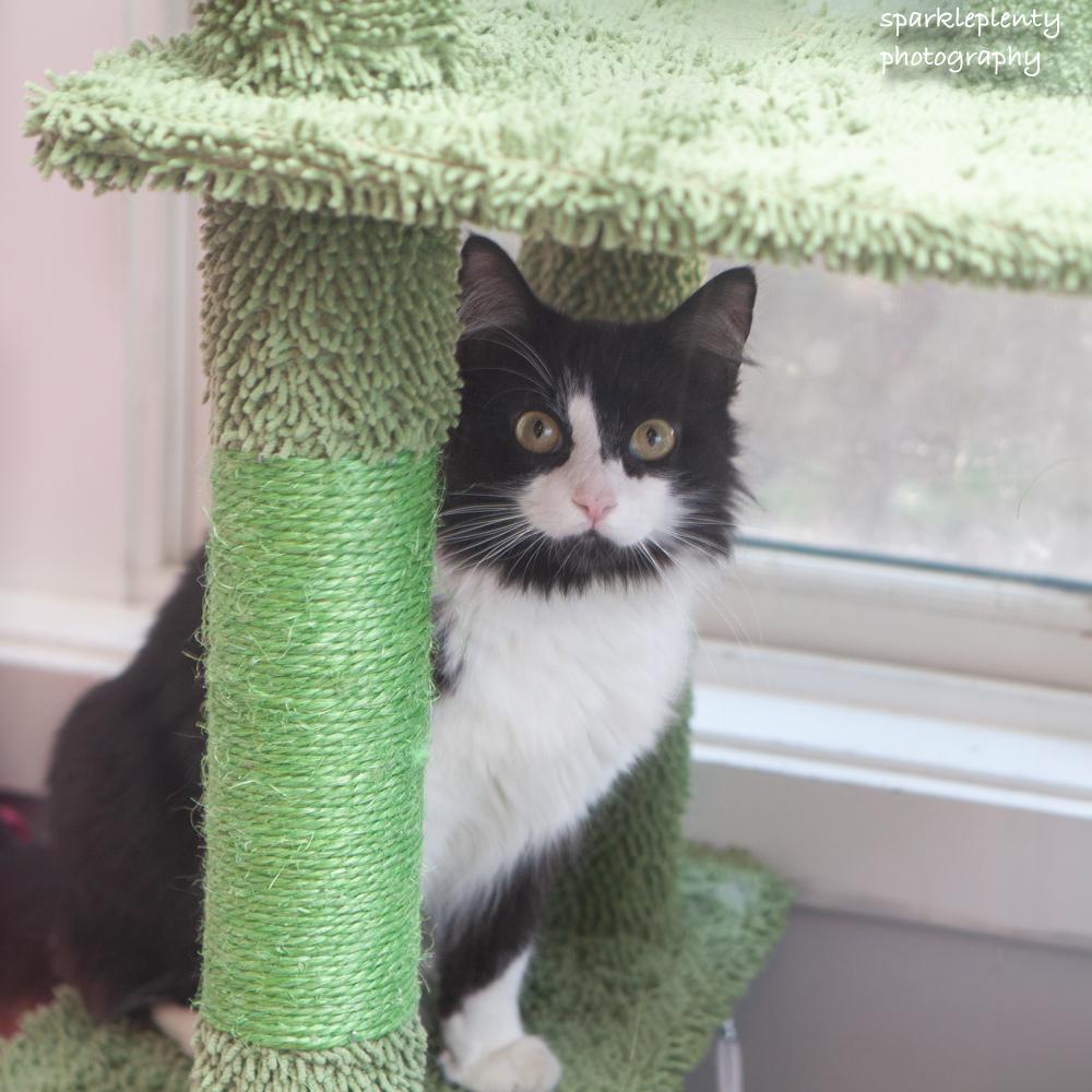 Enlarge Mrs. Tippy, an adoptable Domestic Medium Hair in Ridgefield, CT image 3/4