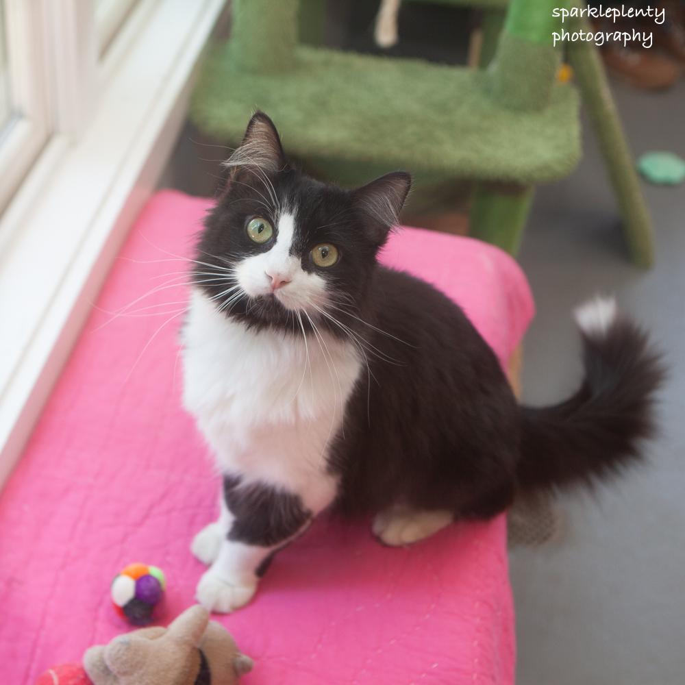 Mrs. Tippy, adoptable, Young Female Domestic Medium Hair.