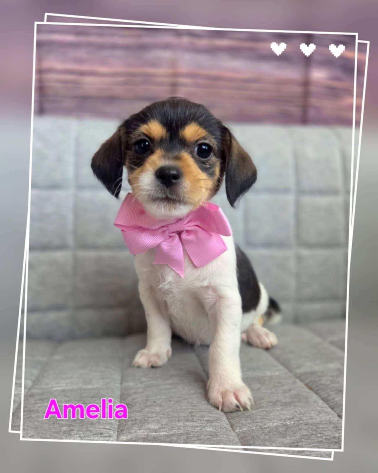 Amelia