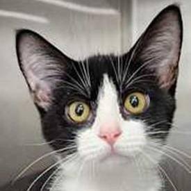 Enlarge Cassie, a Adoptable Tuxedo in Lancaster, VA image 1/1