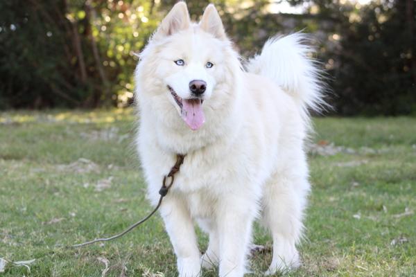 Enlarge Aeon, a Adoptable mixed breed in Oceanside, CA image 1/1