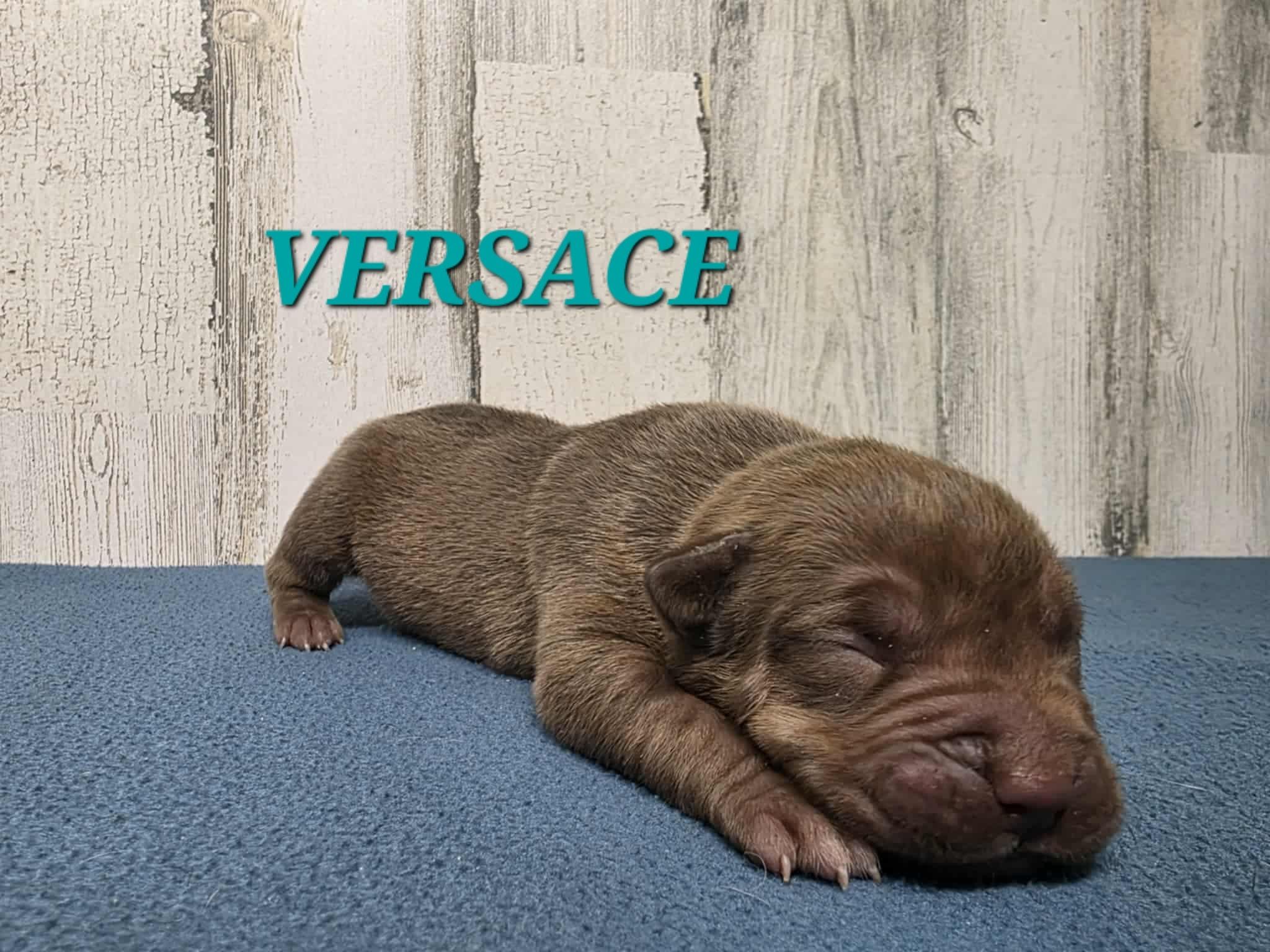 Versace thumbnail 2