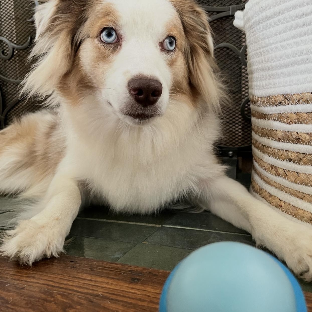 Enlarge Penny. COURTESY LISTING ONLY, a Adoptable Australian Shepherd in Louisburg, KS image 1/6