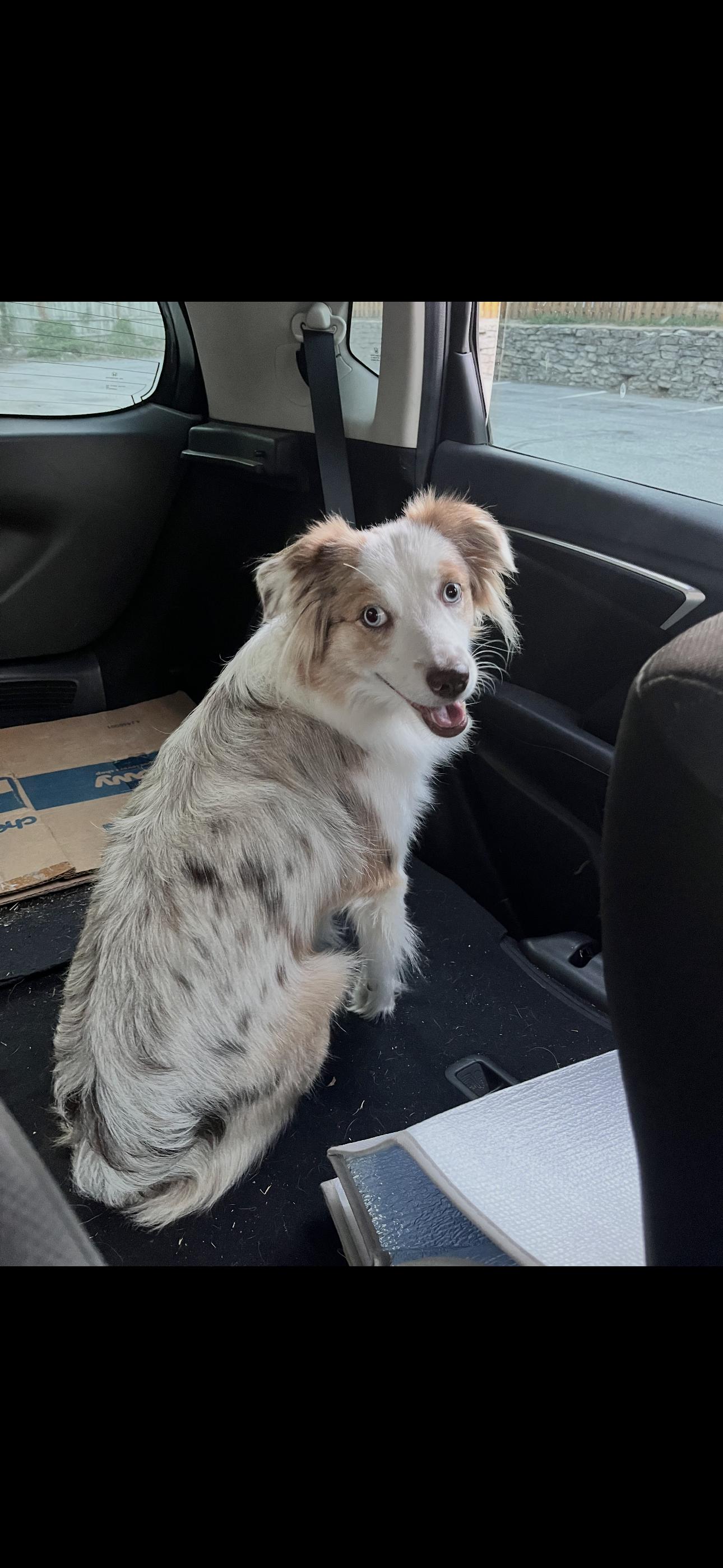 Enlarge Penny. COURTESY LISTING ONLY, a Adoptable Australian Shepherd in Louisburg, KS image 6/6