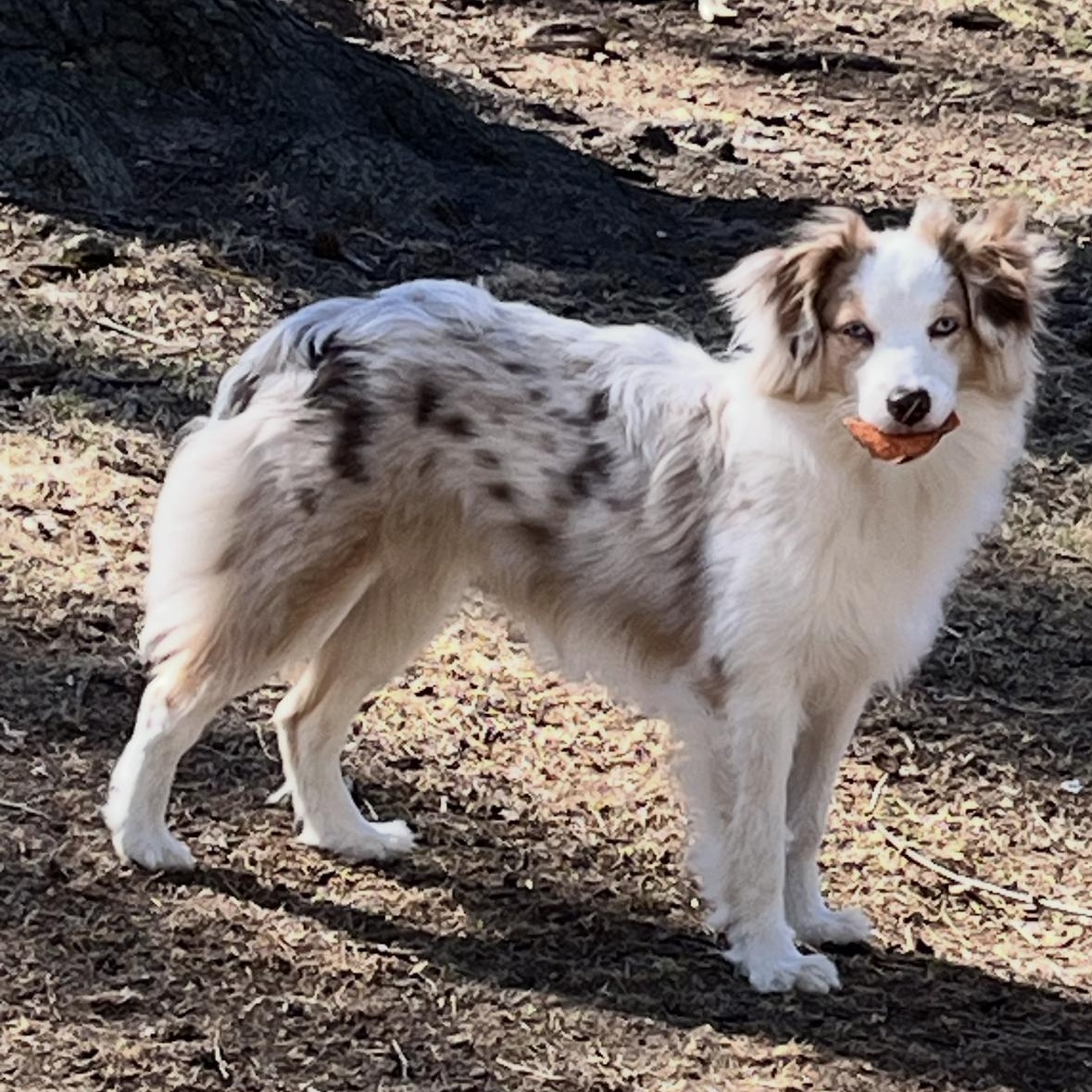 Enlarge Penny. COURTESY LISTING ONLY, a Adoptable Australian Shepherd in Louisburg, KS image 3/6