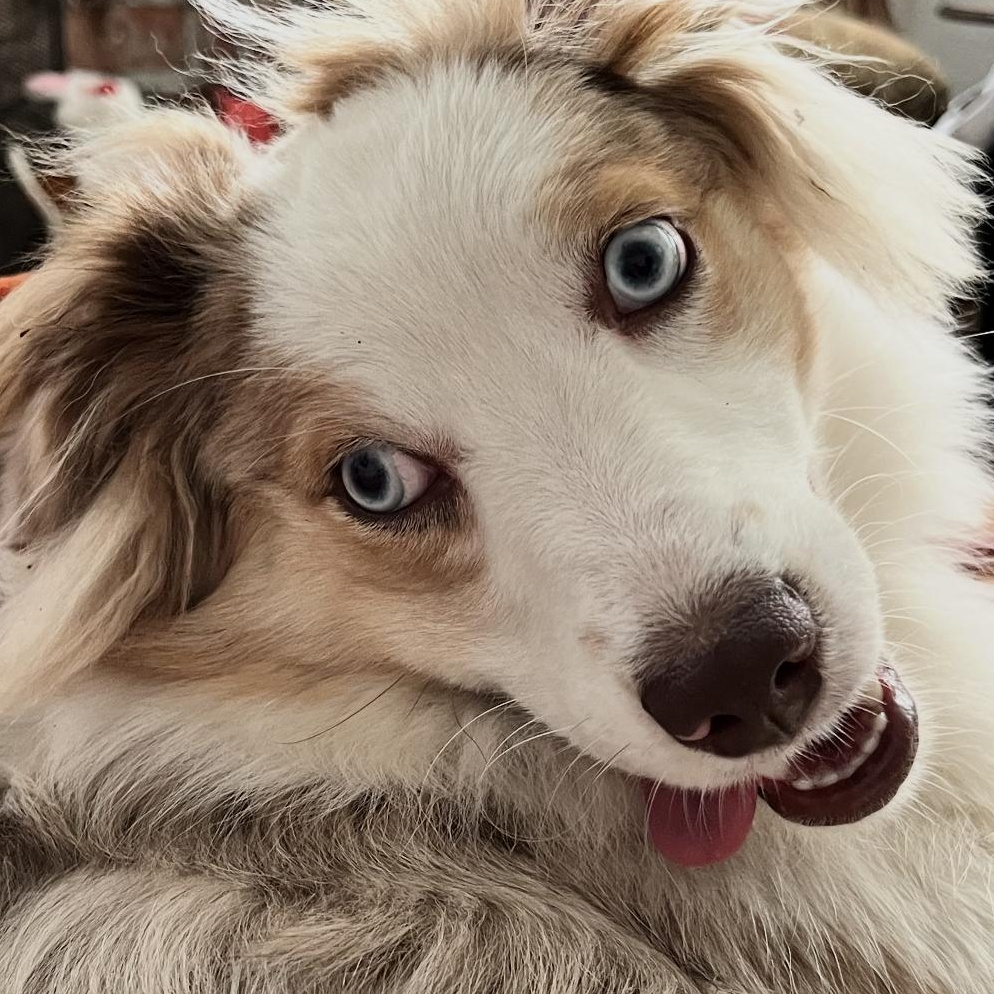 Enlarge Penny. COURTESY LISTING ONLY, a Adoptable Australian Shepherd in Louisburg, KS image 2/6