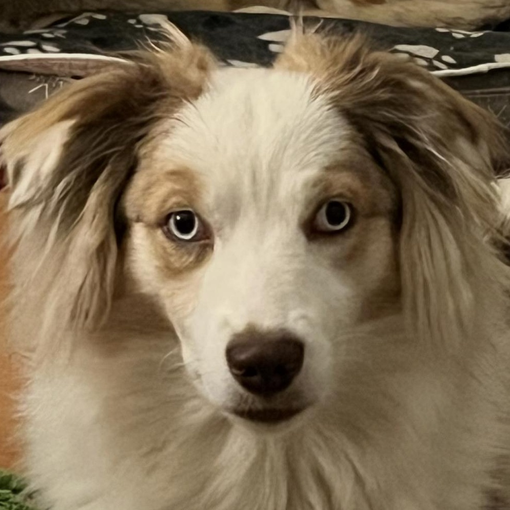 Enlarge Penny. COURTESY LISTING ONLY, a Adoptable Australian Shepherd in Louisburg, KS image 4/6