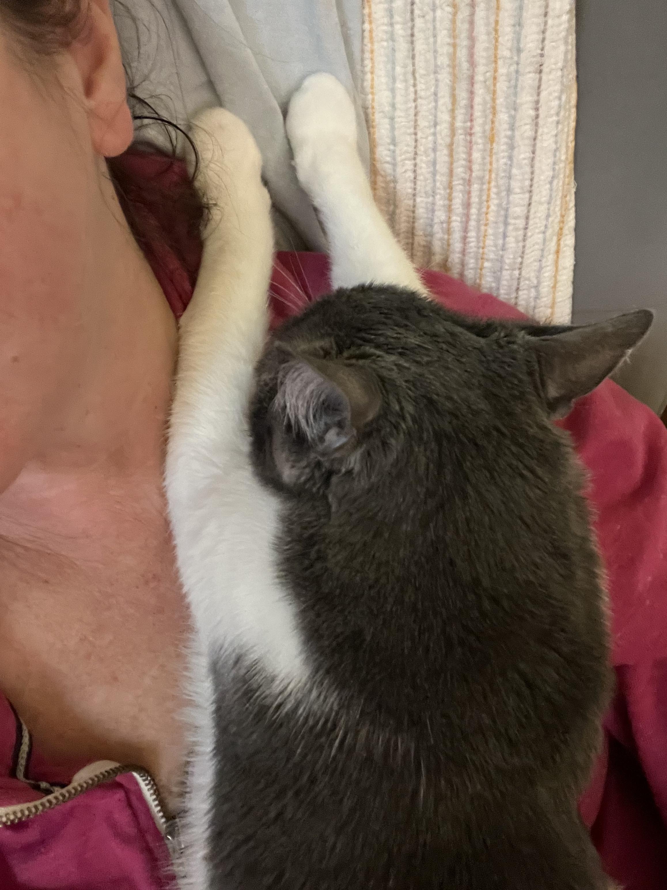 Bettie (F), a Adoptable Domestic Short Hair in Los Angeles, CA image 2/5