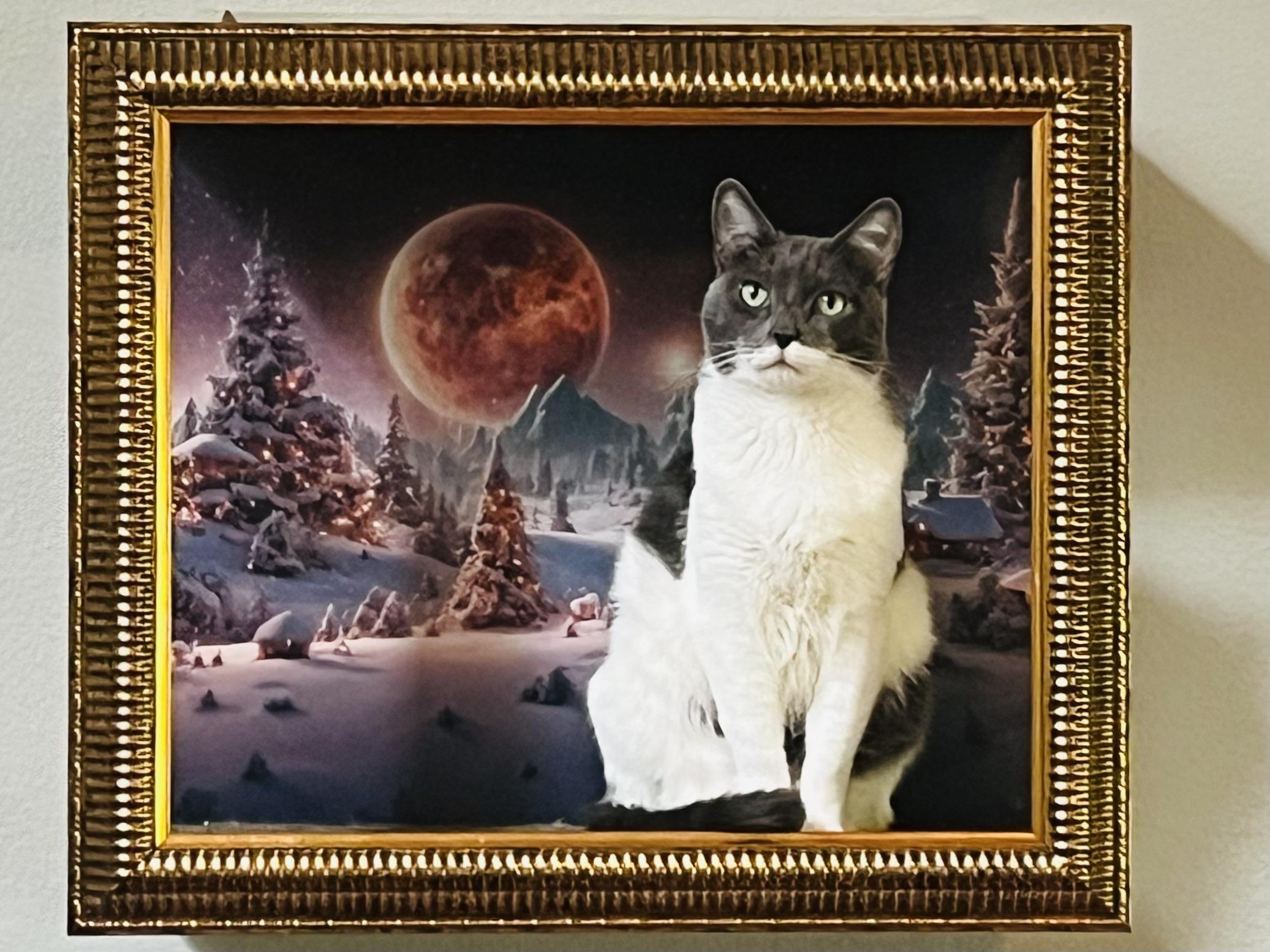 Bettie (F), a Adoptable Domestic Short Hair in Los Angeles, CA image 1/5