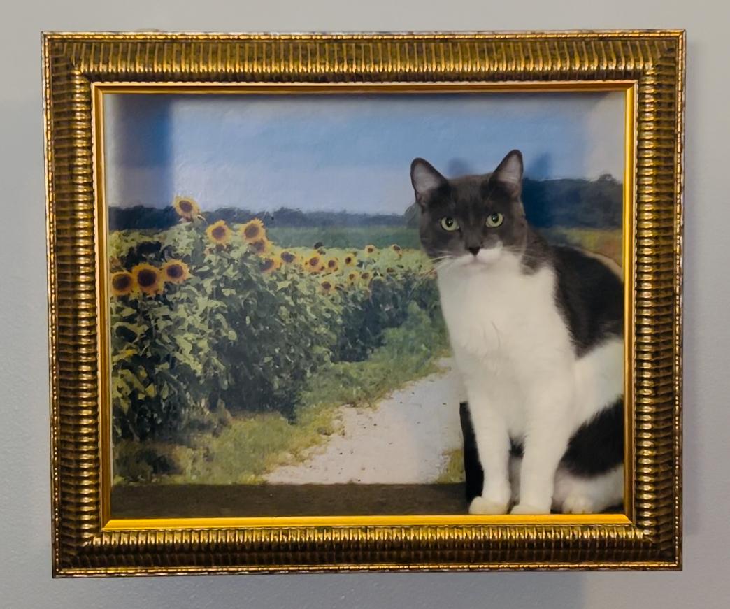 Bettie (F), a Adoptable Domestic Short Hair in Los Angeles, CA image 4/5