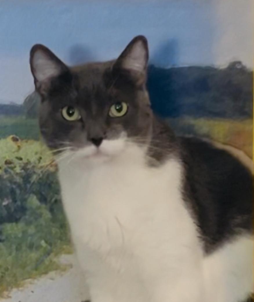 Bettie (F), a Adoptable Domestic Short Hair in Los Angeles, CA image 3/5