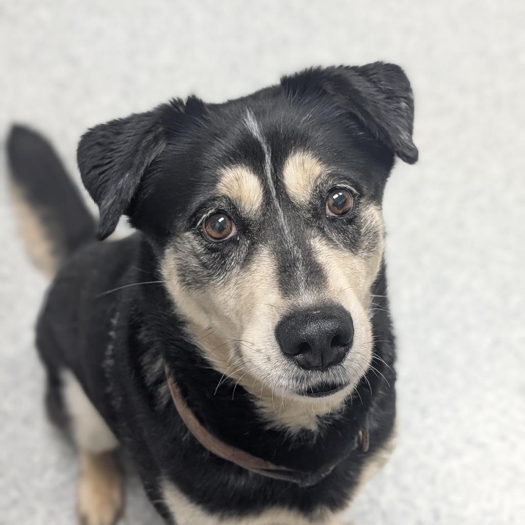 Patsy, Adoptable, Adult Female German Shepherd Dog & Husky.