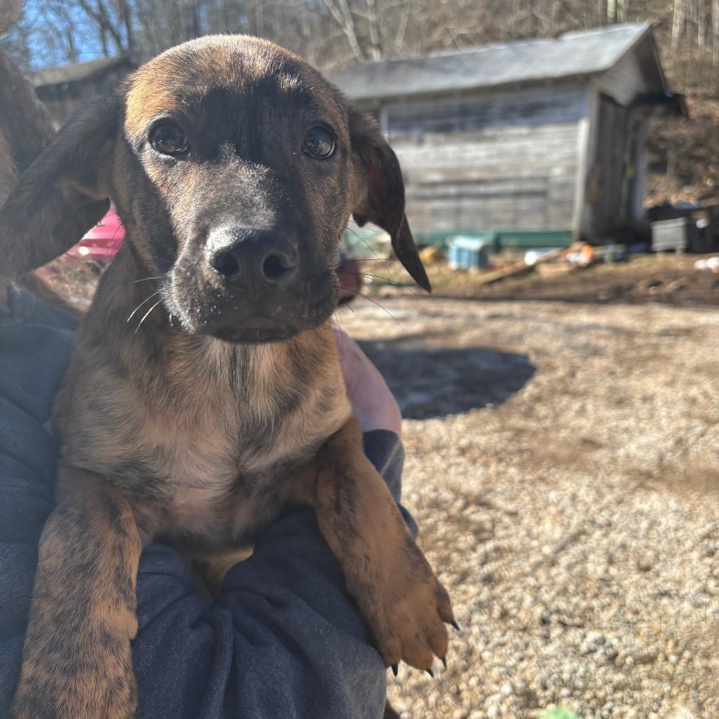 Enlarge Tiger Pax, a Adoptable Mixed Breed in Red House, WV image 1/2