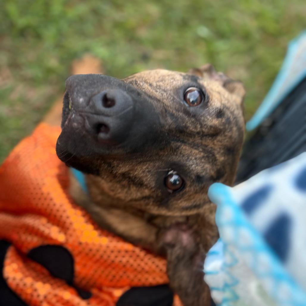 Enlarge Tiger Pax, a Adoptable Mixed Breed in Red House, WV image 2/2