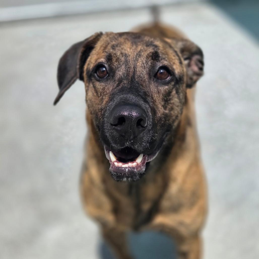 Enlarge Tiger Pax, a Adoptable Mixed Breed in Red House, WV image 4/4