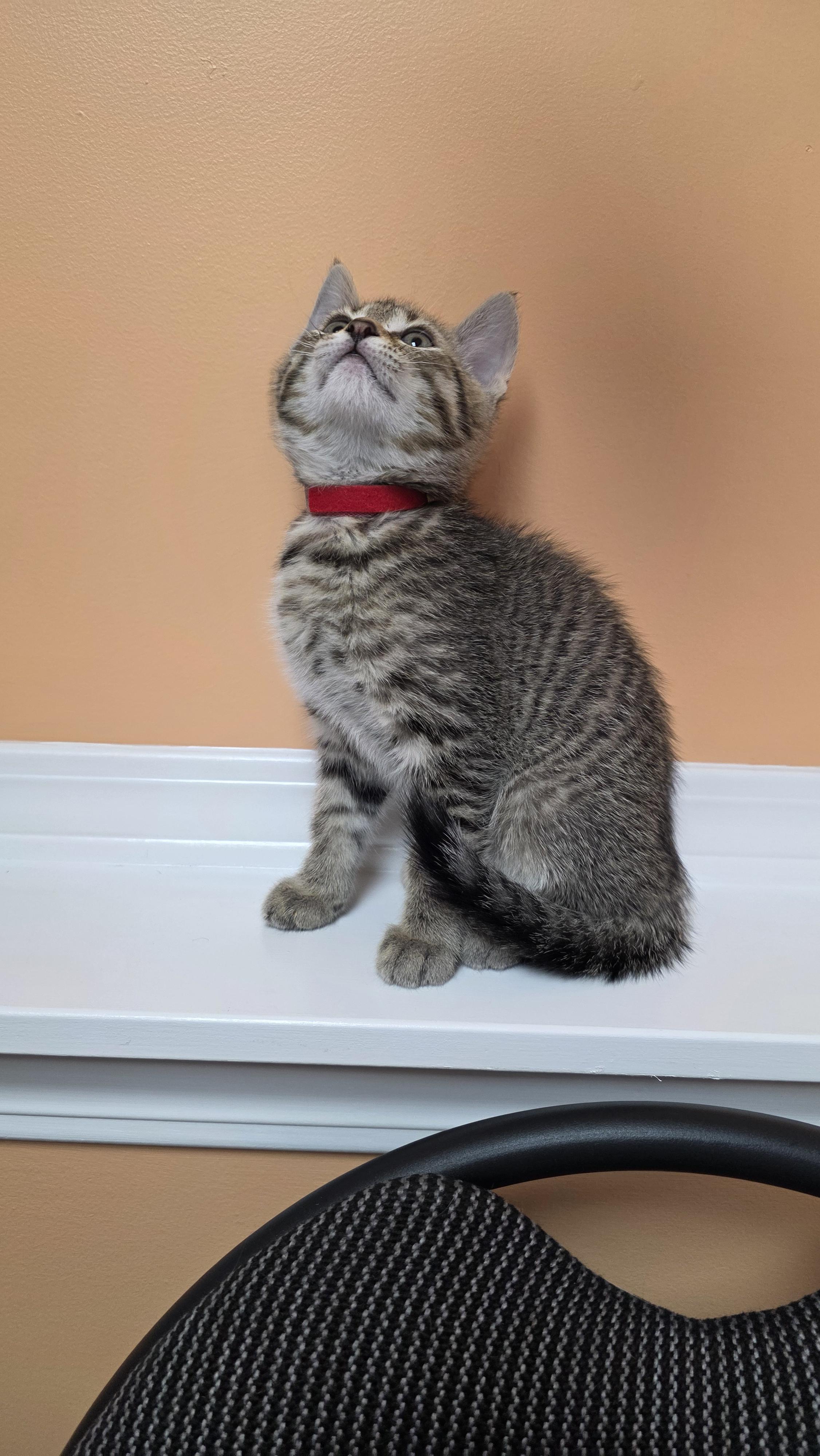 Clifford, Adoptable, Kitten Male Domestic Short Hair.