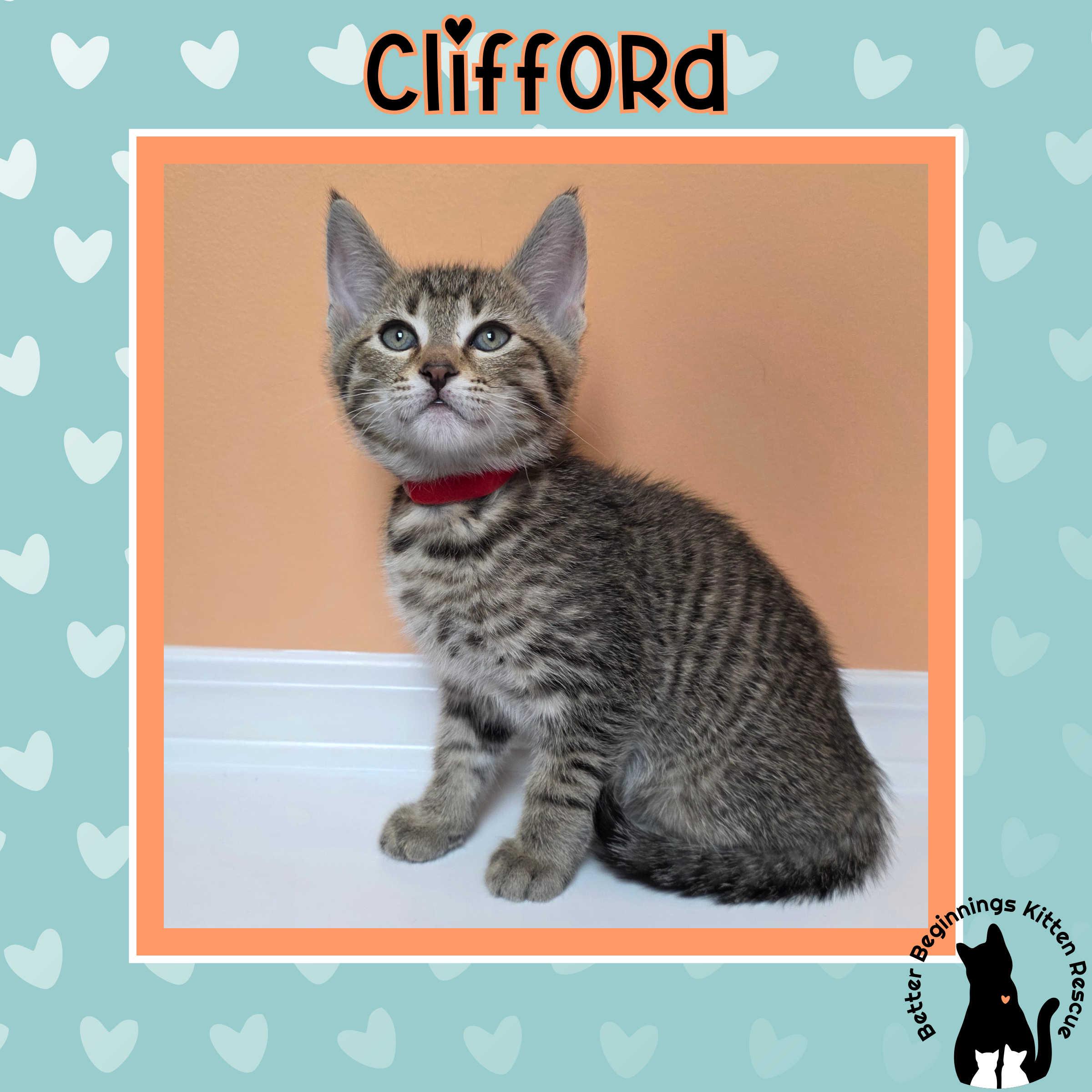 Clifford, a Adoptable mixed breed in Kamloops, BC image 6/6